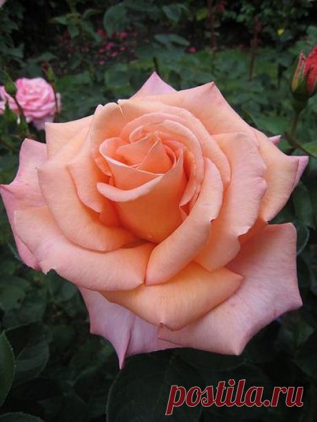 Rosa 'Sunset Celebration' - hybrid tea rose,
flickr от fuzzyjay | Pinterest: инструмент для поиска и хранения интересных идей