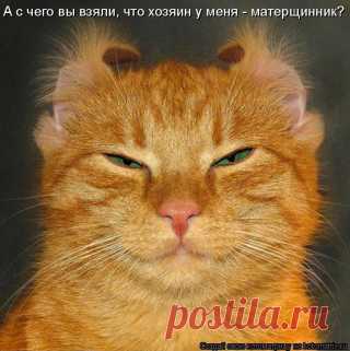 Котоматрица