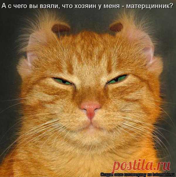 Котоматрица: Главная