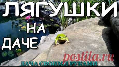 Лягушки в дачном пруду.