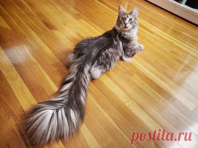 Самбукка, Блейк и Фаолан