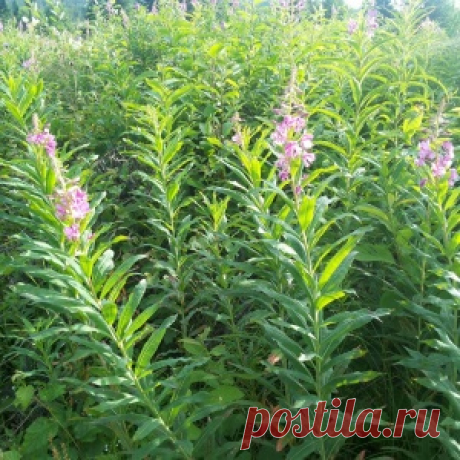Иван-чай. Пошаговое приготовление в домашних условиях (13 фото)