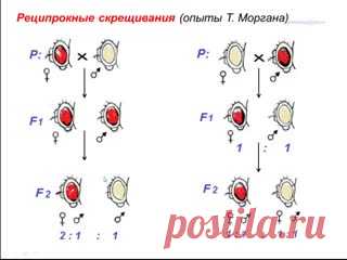 Реципрокное скрещивание (теория)