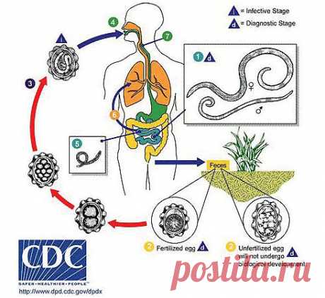 Что такое аскаридоз?
Аскаридоз – распространенная глистная инвазия, которая встречается среди населения всех возрастов. Возбудителем данного заболевания является круглый червь аскарида.