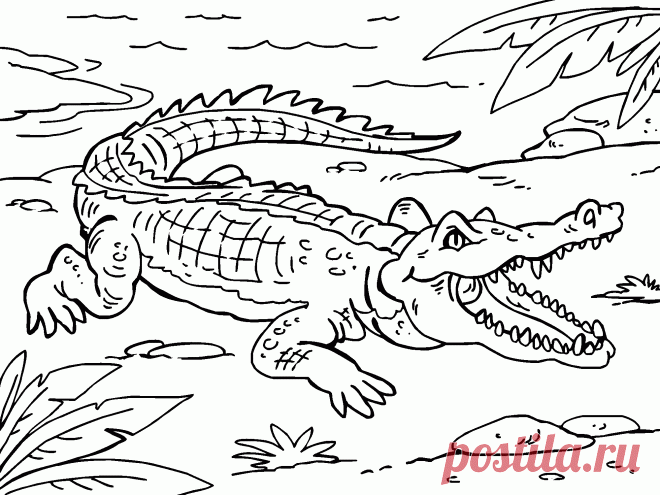 Раскраски крокодилов скачать или распечатать