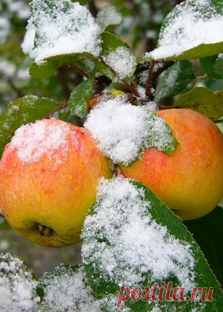 Зимостойкие сорта яблок для средней полосы и северных регионов
