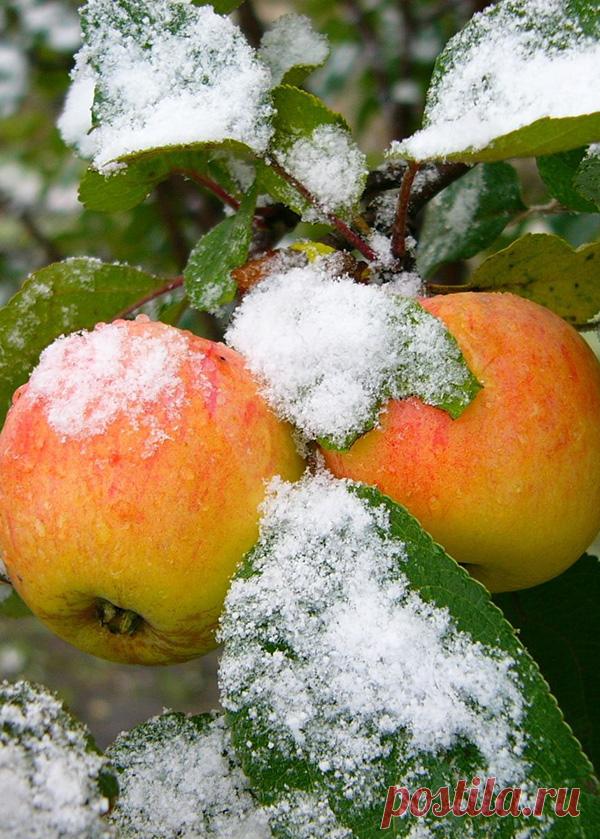 Зимостойкие сорта яблок для средней полосы и северных регионов