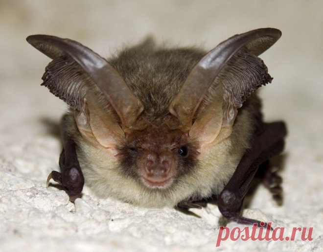 11 претендентов на звание самого уродливого животного на планете :  НОВОСТИ В ФОТОГРАФИЯХ