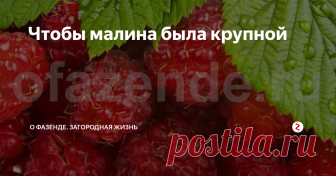 Чтобы малина была крупной Чтобы малина была крупной, нужно придерживаться правил агротехники. Насаждения нуждаются в постоянном омоложении и внесении удобрений.