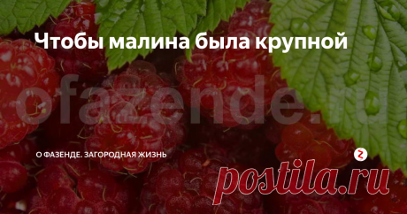 Чтобы малина была крупной Чтобы малина была крупной, нужно придерживаться правил агротехники. Насаждения нуждаются в постоянном омоложении и внесении удобрений.