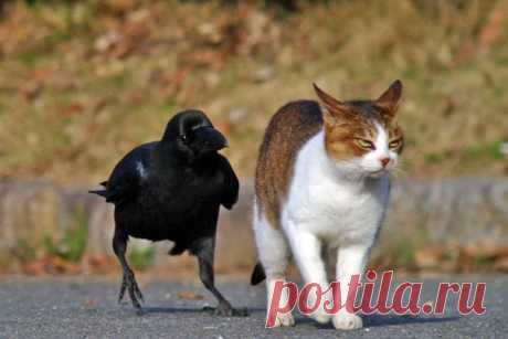 30 доказательств того, что вороны - самые наглые птицы на свете