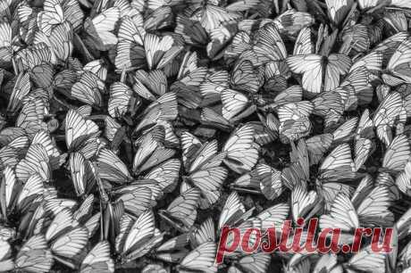 «Фон из бабочек». Автор фото – Антон Белоусов, победитель в номинации «Природа в черно-белых тонах»: nat-geo.ru/photo/user/336999/