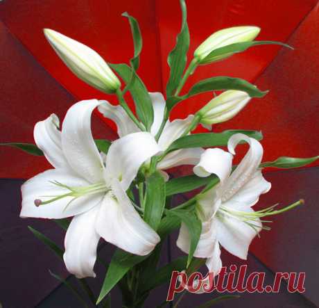 Жизненные правила