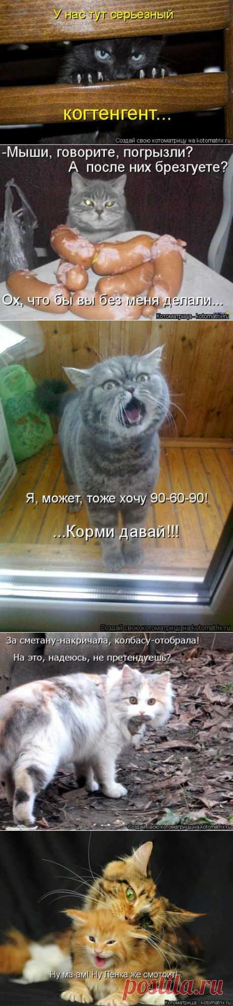 Серьезный контингент (котоматрица)