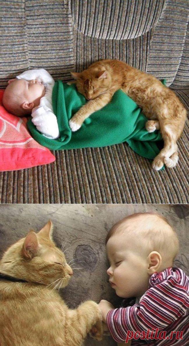 17 котов, из которых получились прекрасные няни