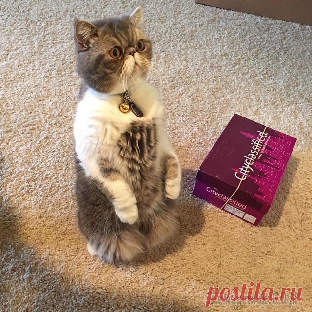 Эти коты уморительно подражают людям Кошки особенные животные, кто то от них без ума, кто то не очень. Но оставить равнодушным они не могут никого. Неважно какие эмоции испытываете при их виде, но без чувств не останетесь точно! Ведь тру...