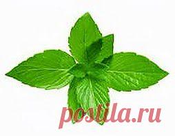 Мята сердце укрепила | Друг пенсионера
У моей дочери сердце было слабым от рождения. Живем мы в небольшом городке, больших медицинских цент­ров у нас нет, поэтому приходилось возить ее по больницам и институтам за тридевять земель. Где мы только ни состояли на учете!