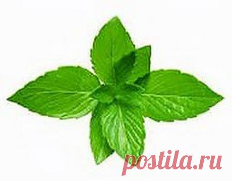 Мята сердце укрепила | Друг пенсионера
У моей дочери сердце было слабым от рождения. Живем мы в небольшом городке, больших медицинских цент­ров у нас нет, поэтому приходилось возить ее по больницам и институтам за тридевять земель. Где мы только ни состояли на учете!