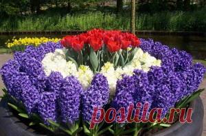 Ошибки при выращивании и выгонке гиацинтов | Дача - впрок