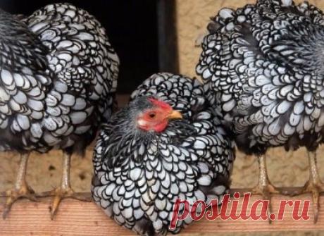 Курочка-ряба