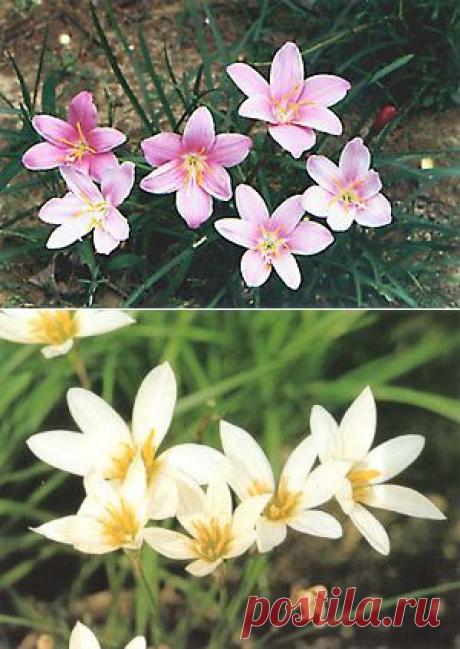 Зефирантес (выскочка) - Комнатные цветы и растения