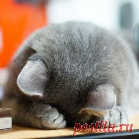 Котофеи