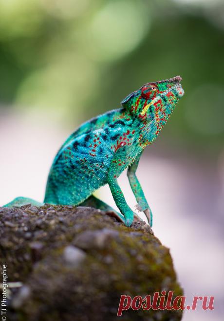 Artistic-realistic nature - 💙 The observer on 500px by TJ Photographie, Le...