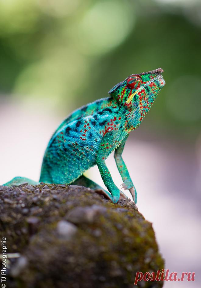 Artistic-realistic nature - 💙 The observer on 500px by TJ Photographie, Le...