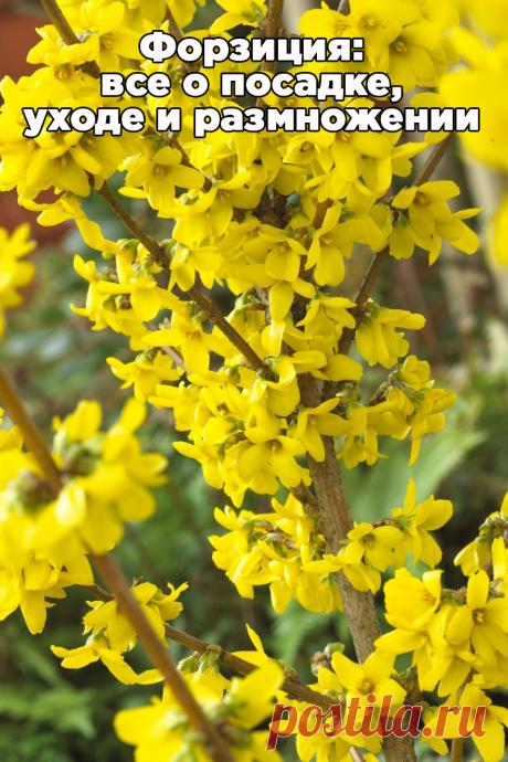 Форзиция: все о посадке, уходе и размножении