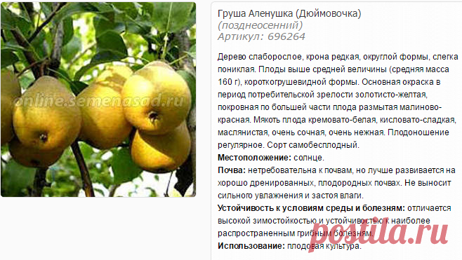 Груша Аленушка (Дюймовочка) - Груша - Плодовые - Саженцы - Каталог - SemenaSad.ru