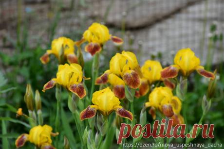 &quot;Ирисы отцвели&quot;: проведите 3 обязательные процедуры, чтобы цветы сформировали как можно больше цветочных почек и на следующий год пышно цвел | Моя успешная дача | Дзен