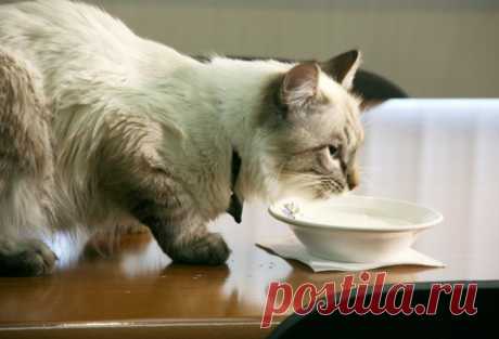 Кролики любят морковь, а коты - молоко: 9 знакомых с детства фактов, которые оказались неправдой  Многие известные «факты» - не более, чем досужий вымыселС самого детства нам рассказывают удивительные истории об устройстве мира, которым мы слепо верили. А ведь, если копнуть глубже,...