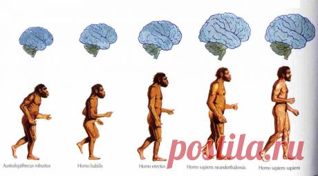 Homo culturalis: какой он - современный культурный человек? Итак, каким же набором качеств должен обладать человек, чтобы его можно было назвать достойным членом высокоразвитого общества?