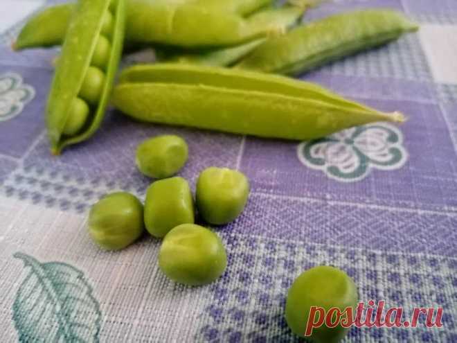 Какой горох посадить у себя на участке: эти сорта дают урожай еще до цветения томатов. Пока большинство огородных культур только набирают силу, одно растение уже готово поделиться первыми плодами.