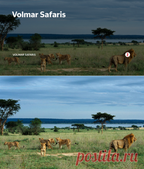 Volmar Safaris | Volmar Safaris | Яндекс Дзен