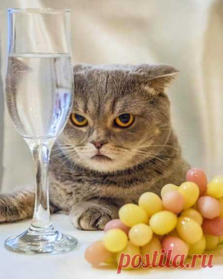 Забавные фото котов для хорошего настроения. Улыбнитесь! )) | Мечтательная кошка | Яндекс Дзен