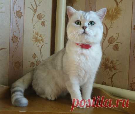 любимый кот