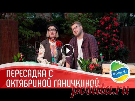 Пересадка растений с Октябриной Ганичкиной 16 + | Комнатные цветы - уход и пересадка ???? Заказать онлайн ???? Где купить __________________________________________________________OrganicMix - инновационное удобрение из 17 отборных орг...