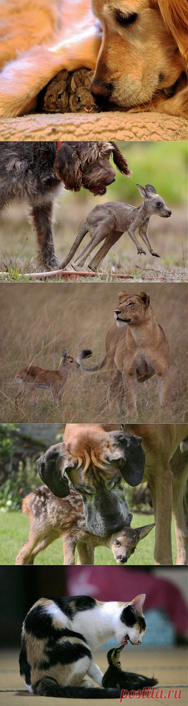 (+1) тема - Усыновление. | Четвероногий юмор