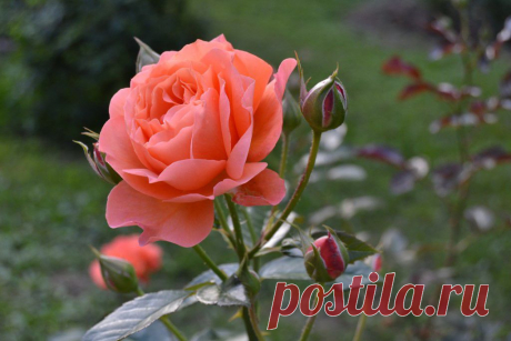 (99) Одноклассники