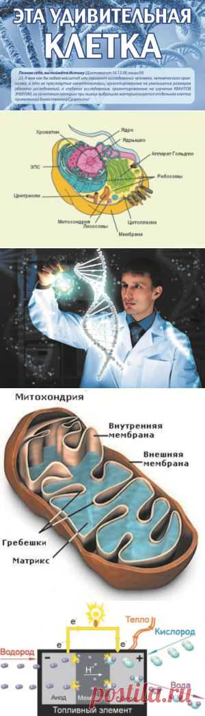 Эта удивительная клетка (Л.Маслов, И.Кирпичникова, Е.Деревянн
ых)