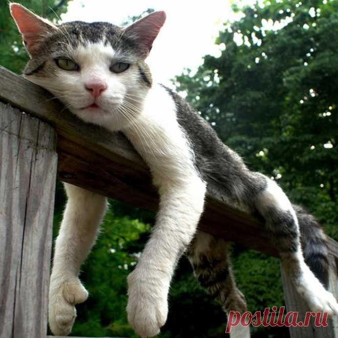 Котэ отдыхает | Cat-Tube