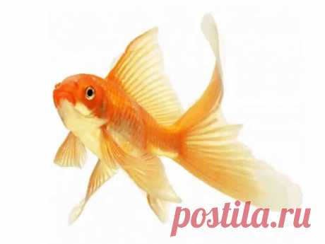 (2) Одноклассники