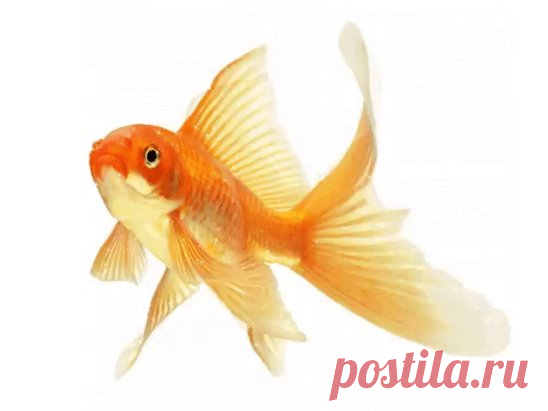 (2) Одноклассники