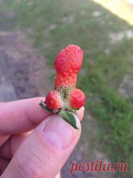 рафкат