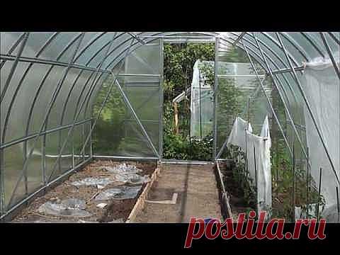 Огурцы в теплице.