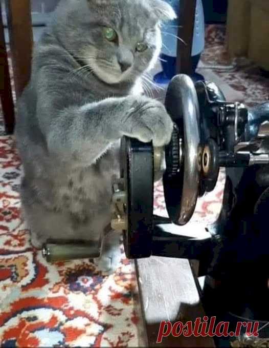 cc0f4b9f.jpg (526×679)