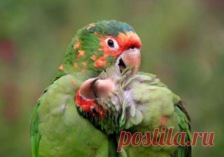 Невероятные моменты дикой природы / Питомцы