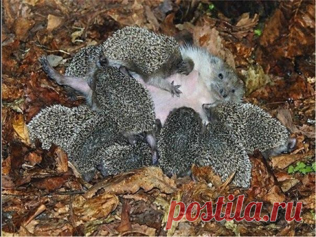 Мама, даже если она и колючая, все равно самая лучшая..