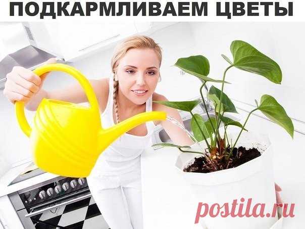 СЕКРЕТ РОСКОШНОГО КОМНАТНОГО ЦВЕТНИКА ПРОСТ